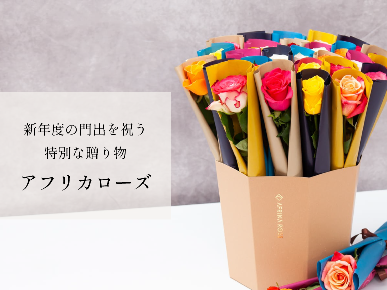 新年度の門出を祝う特別な贈り物にアフリカローズを